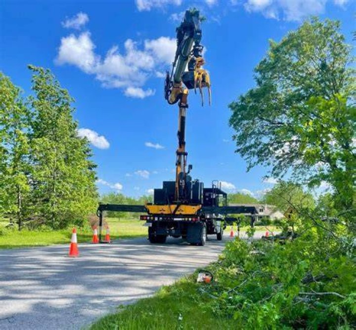 Tree Removal in New London OH