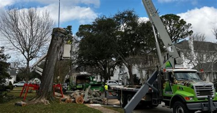 Tree Removal in New Orleans LA