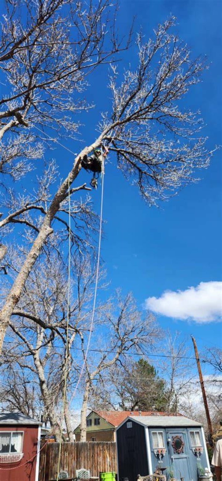 Tree Removal in Northglenn CO