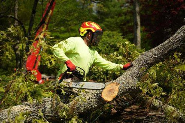 Tree Removal in Old Greenwich CT