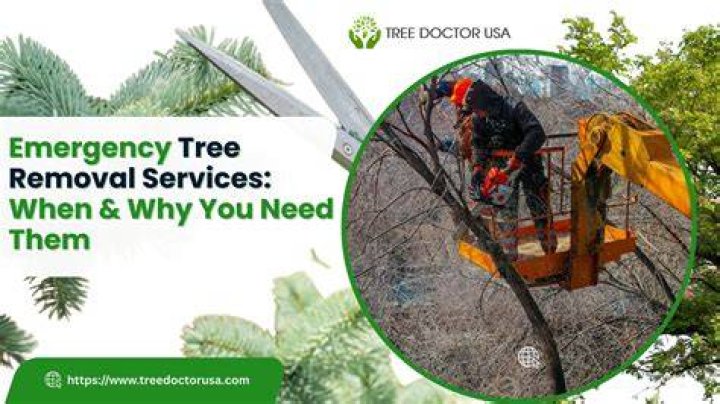 Tree Removal in Opal Cliffs CA