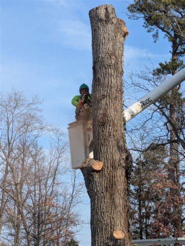 Tree Removal in Oxford MD