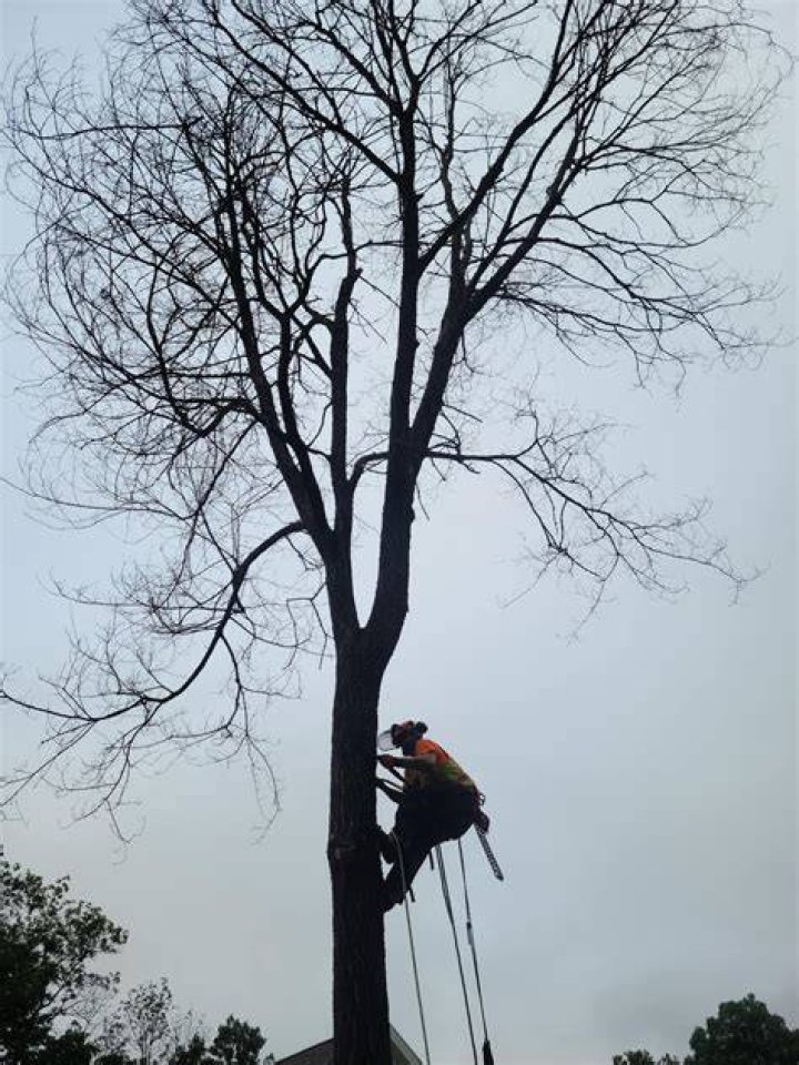Tree Removal in Ozark MO