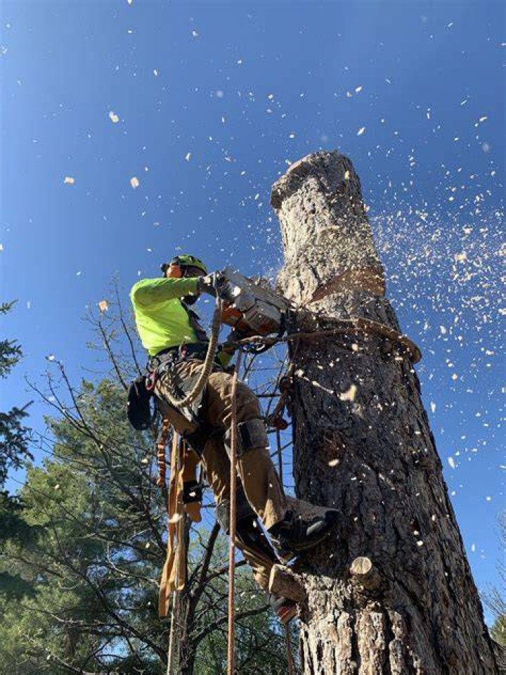 Tree Removal in Peters CA