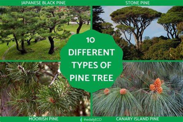 Tree Removal in Pine Ridge SC