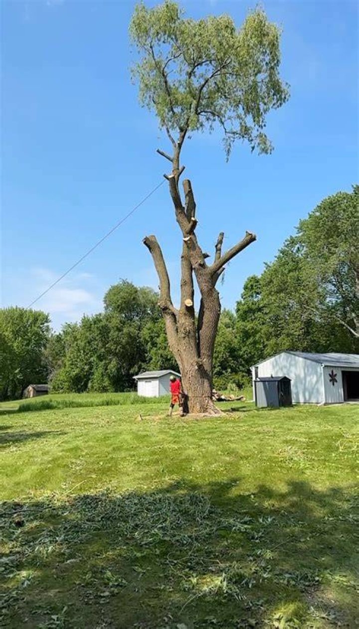 Tree Removal in Portage WI
