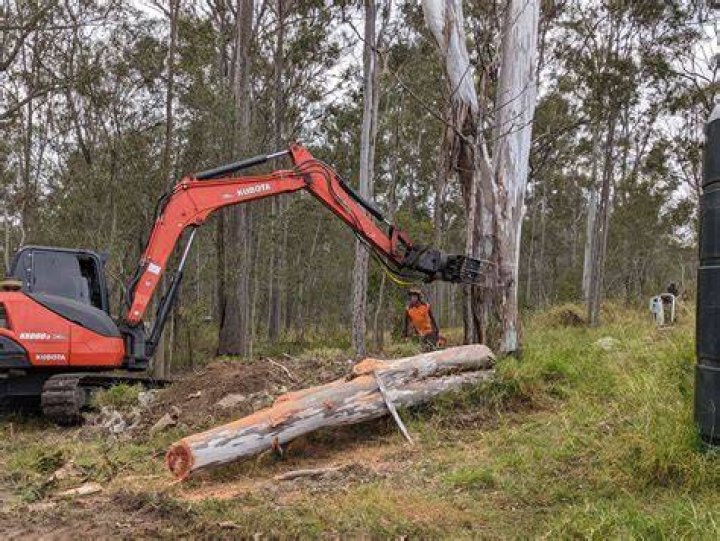 Tree Removal in Pueblo CO