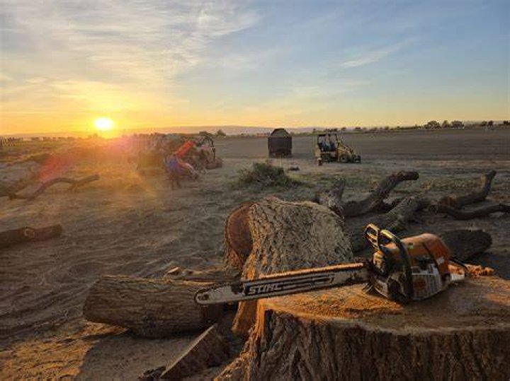 Tree Removal in Quincy WA