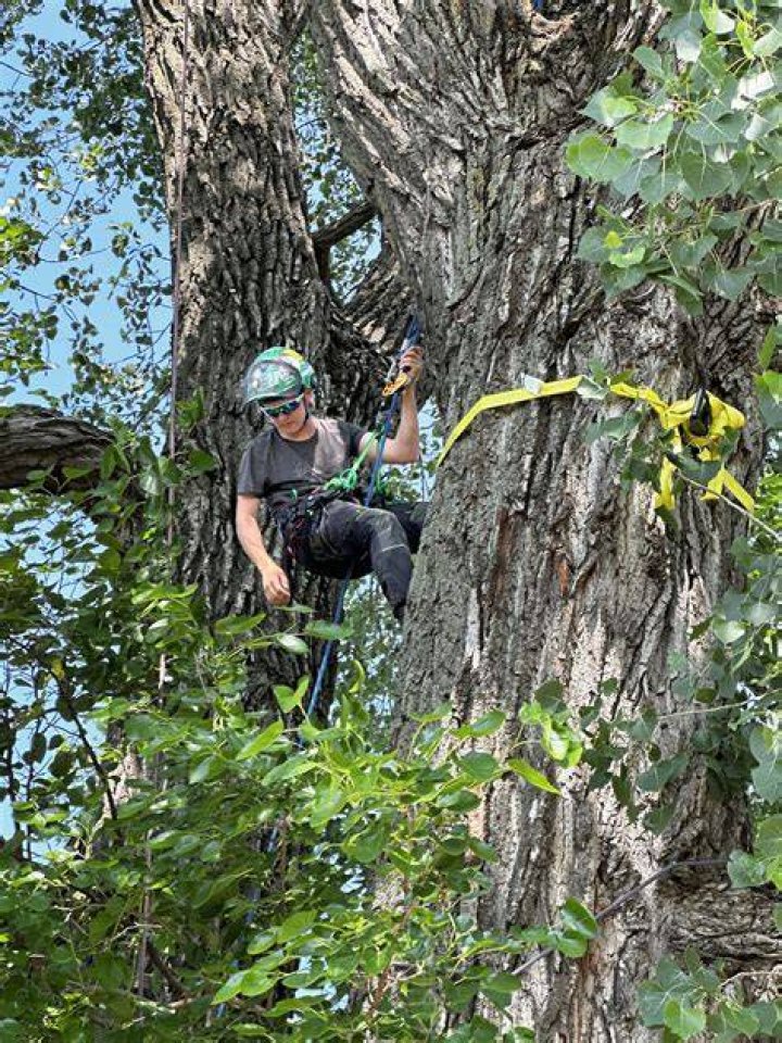 Tree Removal in Randolph ME