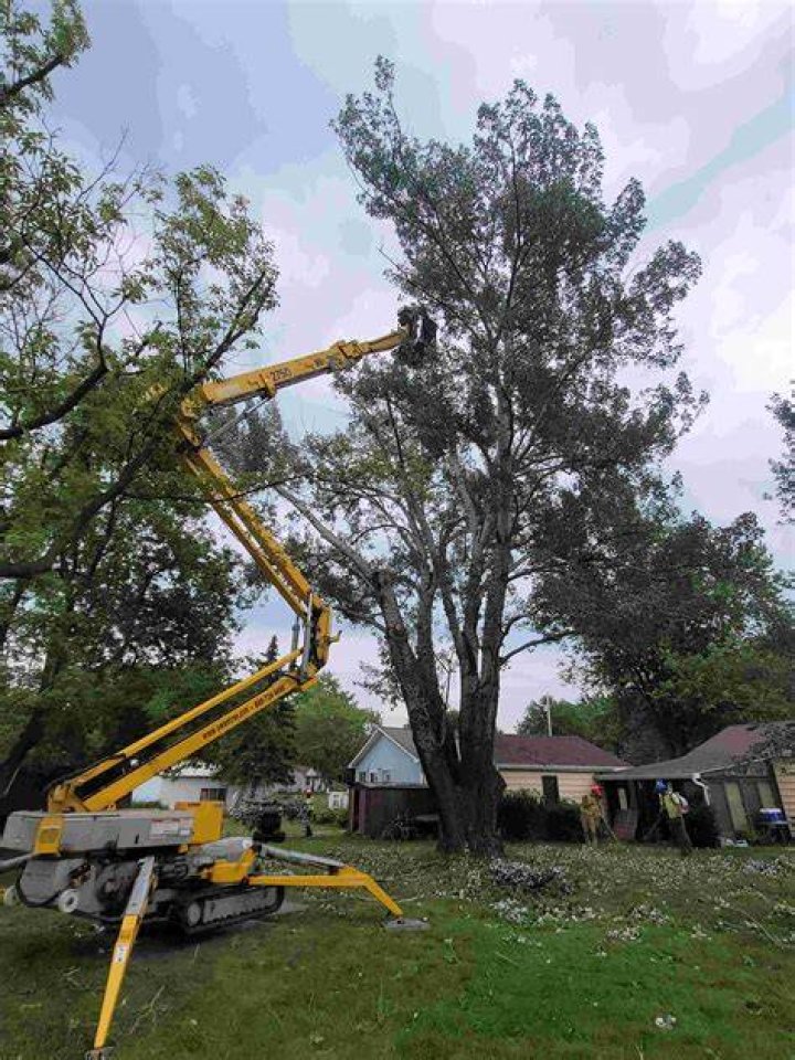 Tree Removal in Randolph MN