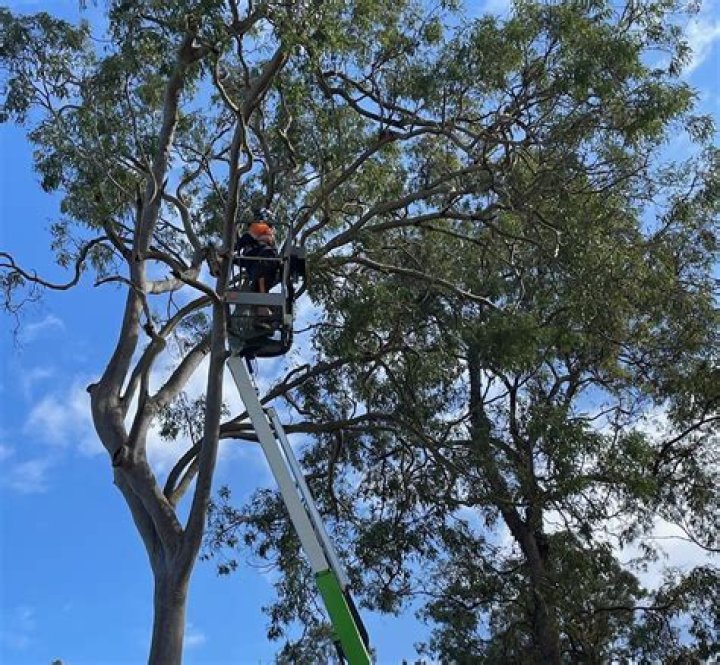 Tree Removal in Redlands CA