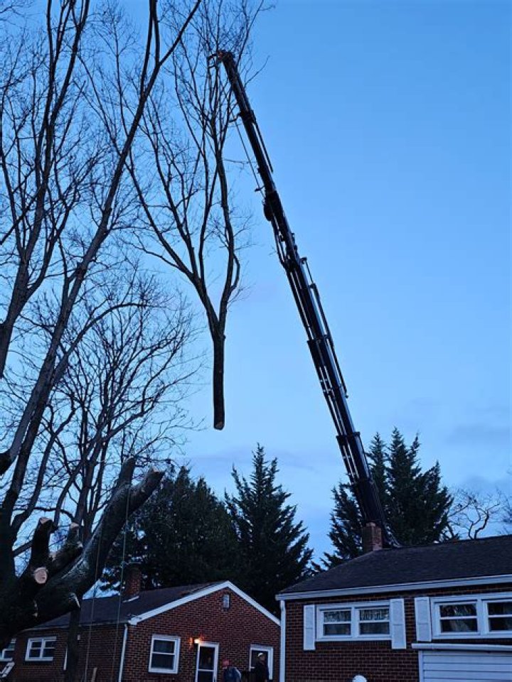 Tree Removal in Roanoke VA