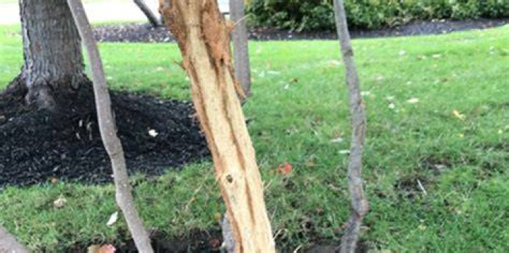 Tree Removal in Rochester MN