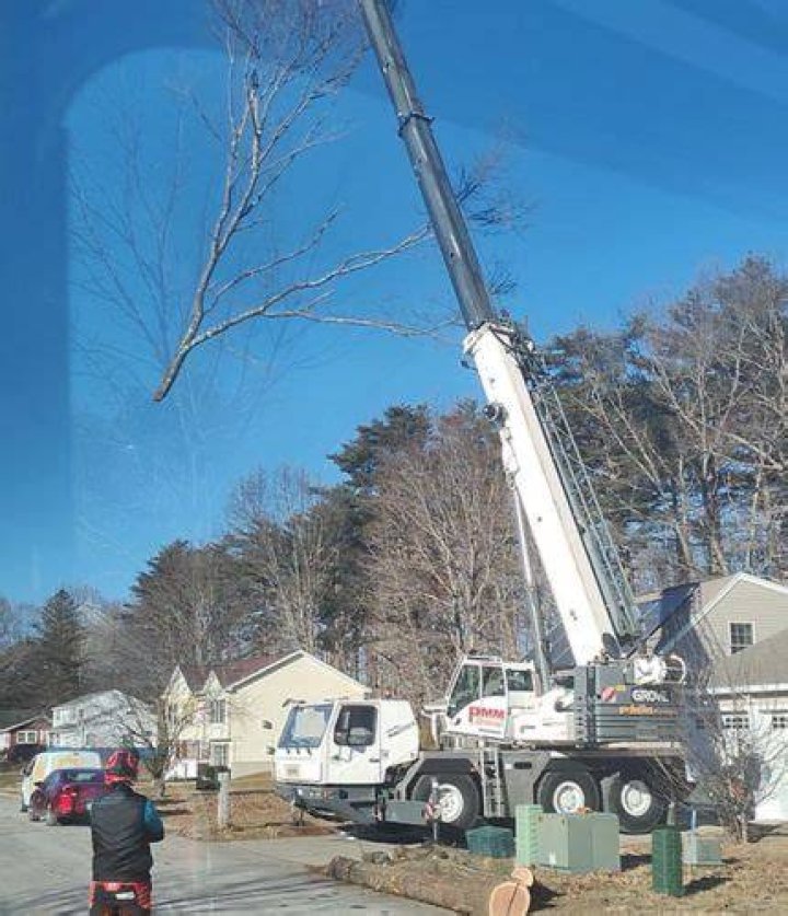 Tree Removal in Rochester NH
