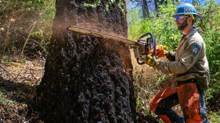 Tree Removal in Salinas CA