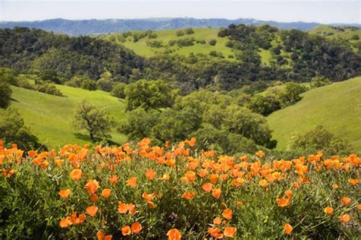 Tree Removal in San Luis Obispo CA