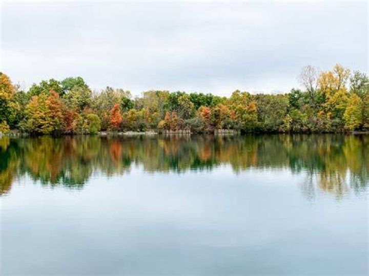 Tree Removal in Shamrock Lakes IN