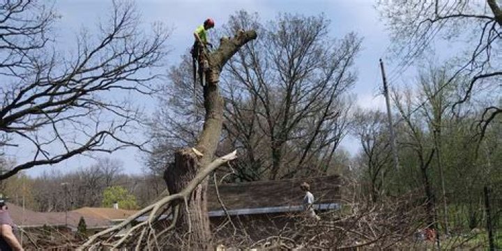 Tree Removal in South Beloit IL