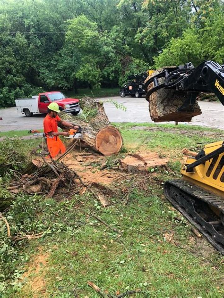 Tree Removal in Springfield MO