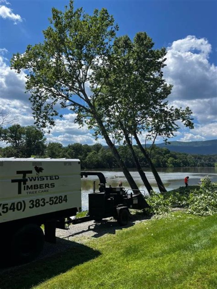 Tree Removal in Staunton IL