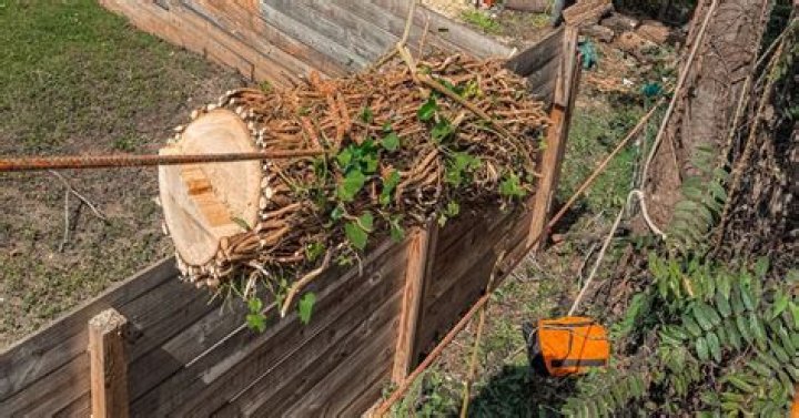 Tree Removal in Staunton VA