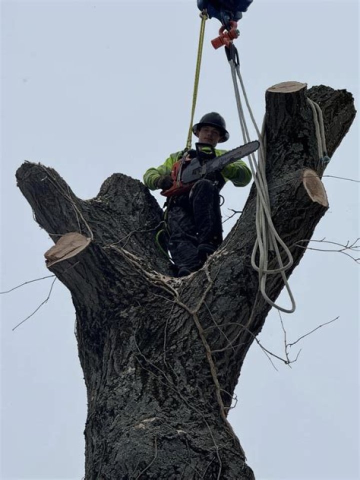 Tree Removal in Sundell MI