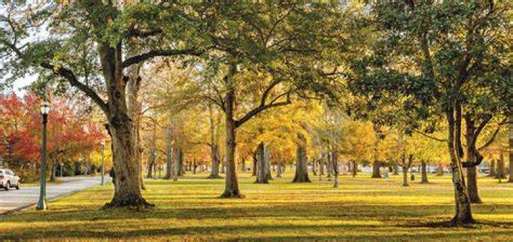 Tree Removal in Tarboro NC