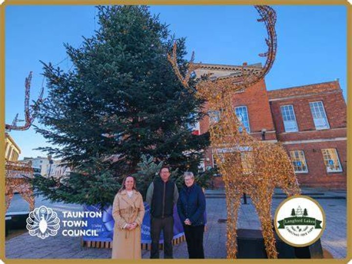 Tree Removal in Taunton MN