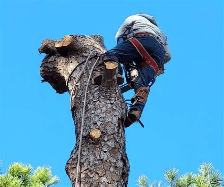 Tree Removal in Teaselville TX