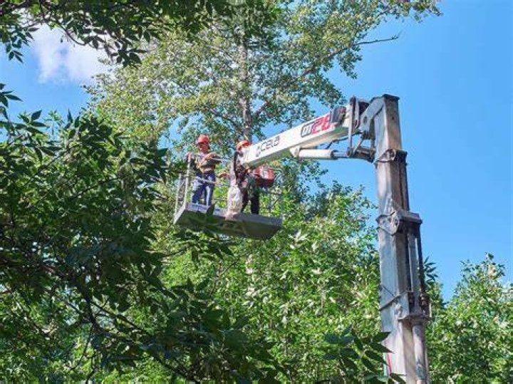 Tree Removal in Tuscaloosa AL