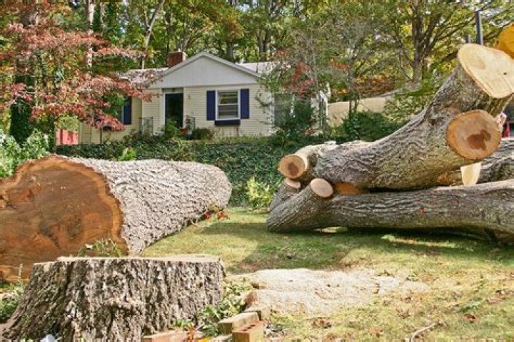 Tree Removal in Tyler TX