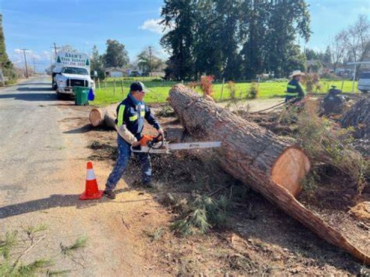 Tree Removal in Visalia KY