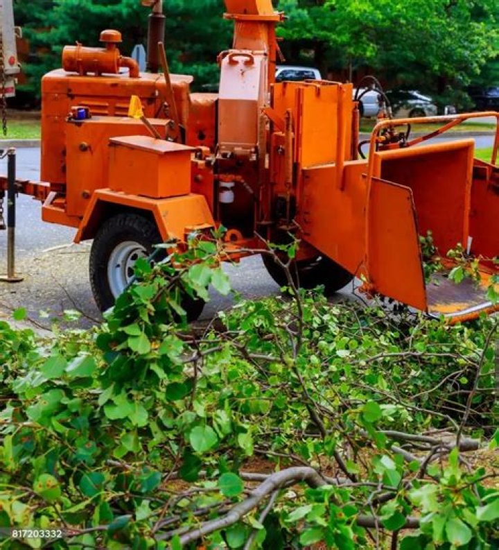 Tree Removal in Vista Santa Rosa CA