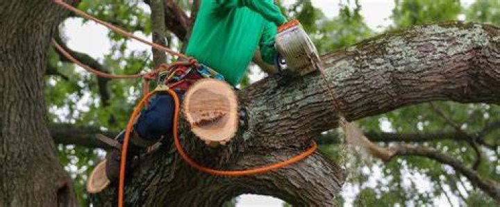 Tree Removal in Waco TX