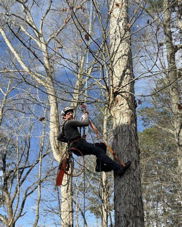 Tree Removal in Wake Forest NC