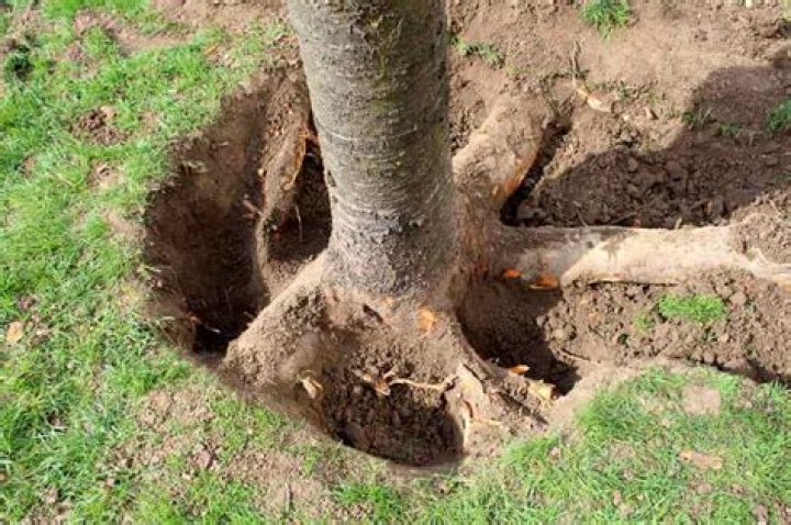 Tree Removal in Watts OK
