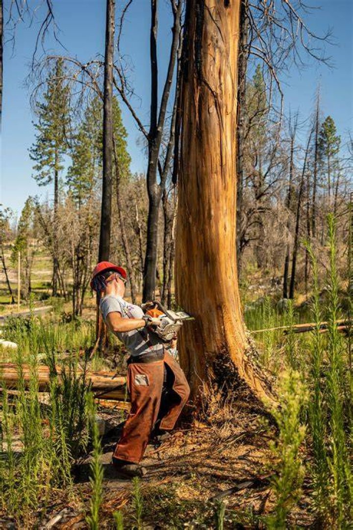 Tree Removal in Wausau FL