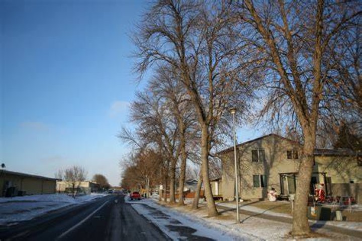Tree Removal in West Fargo ND
