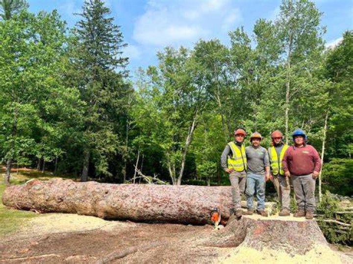 Tree Removal in West Livingston TX