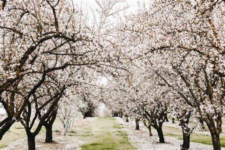 Tree Removal in West Modesto CA