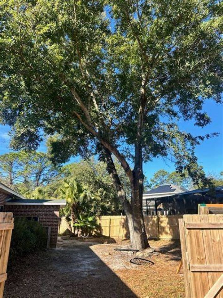 Tree Removal in West Pensacola FL