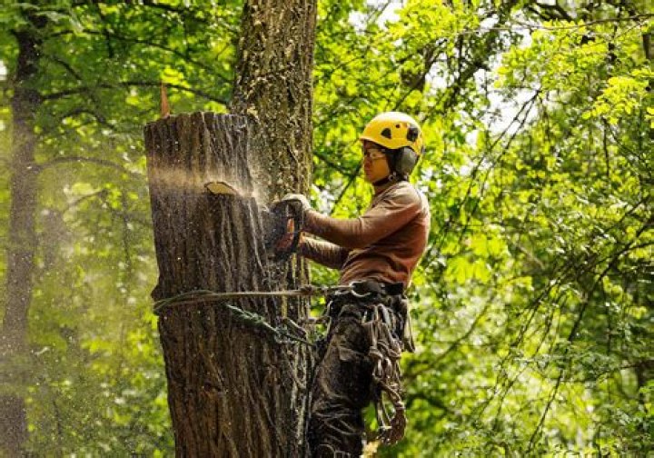 Tree Removal Service Aurora IL