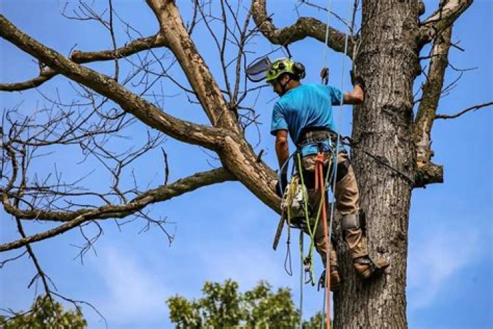 Tree Removal Service Charlottesville VA