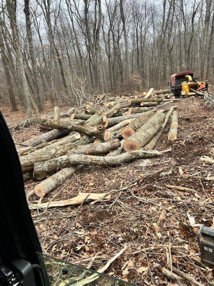 Tree Removal Service Stamford CT