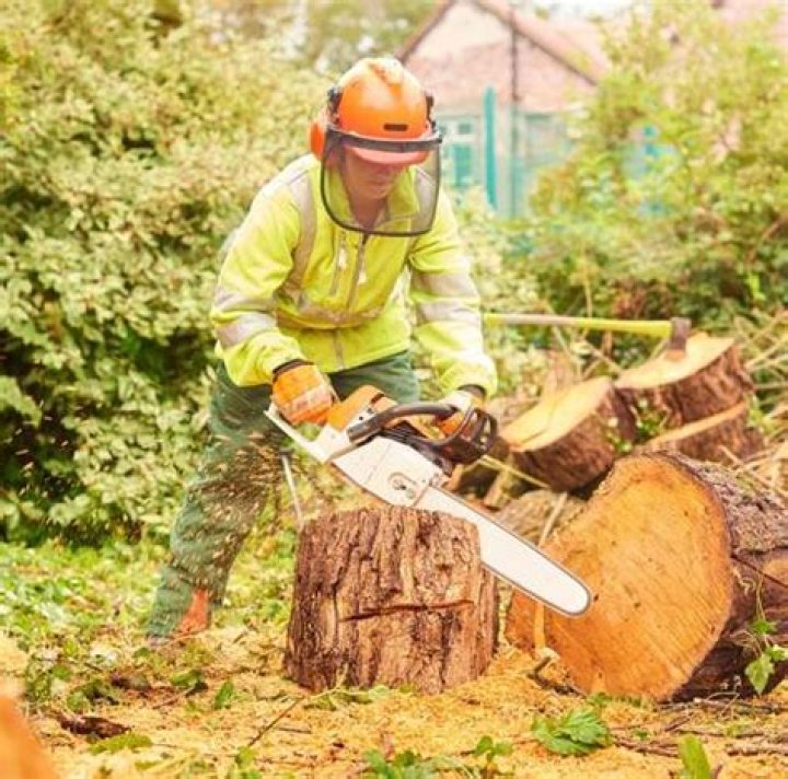 Tree Service Binghamton NY - STP Tree Services