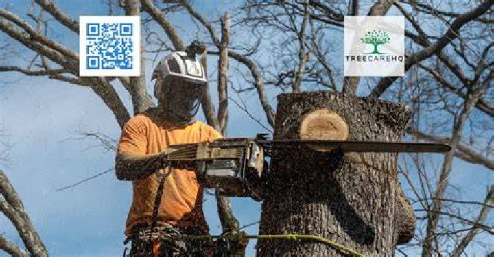 TreeCareHQ Winchester - Tree service