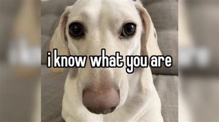 Uncover The Secrets Behind "I Know What You Are Dog"