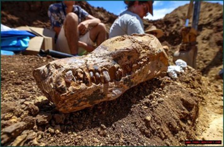 Uncovered Insights And Rare Discoveries