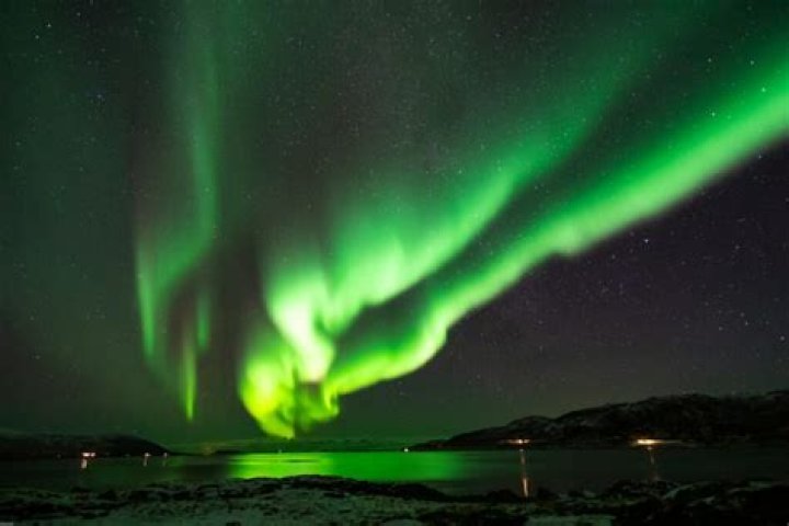 Unlock The Secrets Of The Aurora Borealis In The Animal Kingdom