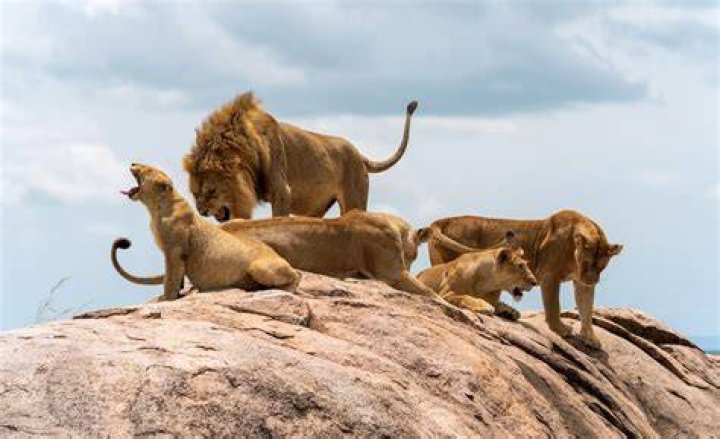 Unlocking Defensive Dominance And Leadership